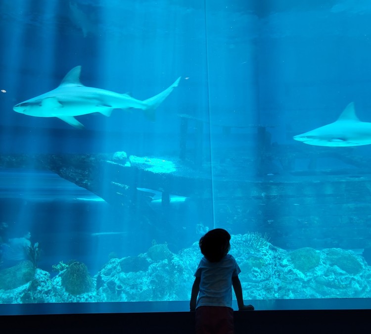 texas-state-aquarium-photo